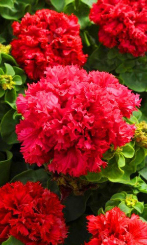 Петуния ВАЛЕНТИН F1