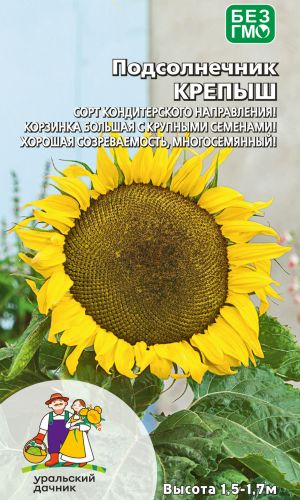 Подсолнечник КРЕПЫШ &mdash; Сорт кондитерского направления! Корзинка большая с крупными семенами! Хорошая созреваемость, многосемянный!