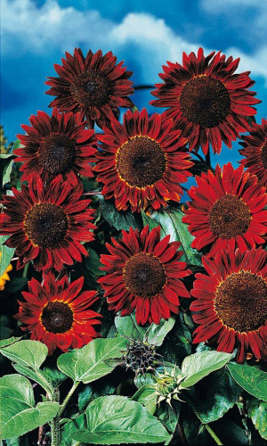 Подсолнечник МАЛИНОВАЯ КОРОЛЕВА