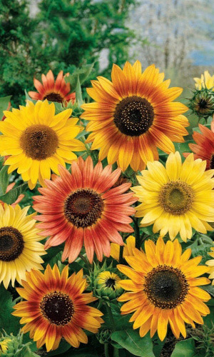 Подсолнечник СМЕСЬ ОКРАСОК