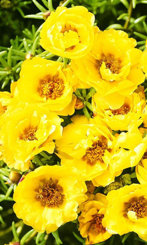 Портулак СОЛНЕЧНАЯ СТРАНА ЗОЛОТОЙ