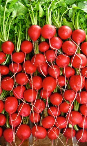 Редис АЛЕКС F1