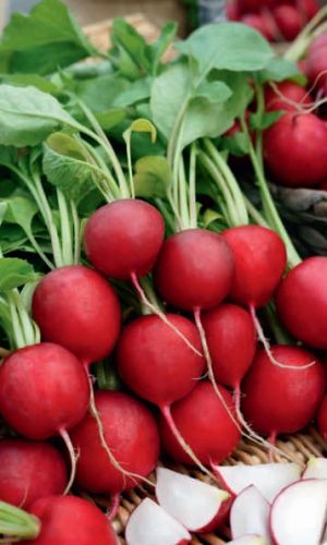 Редис БИЗНЕС КЛАСС &mdash; Дружно формируется урожай! Мякоть белая, нежная, сочная, сладкая! Долго не дрябнет!