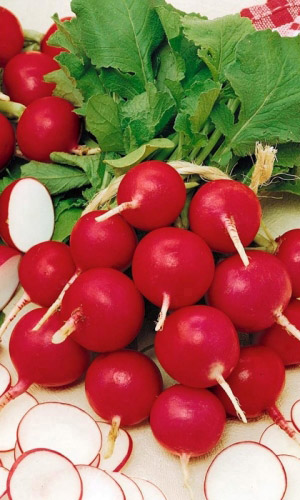 Редис ДЕНИС F1 &mdash; Всего 16 дней! Всесезонный! В салат и листочки и корешочки!