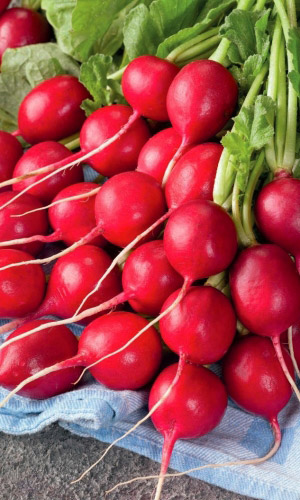 Редис ЭКСПРЕСС 16 F1