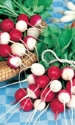 Редис КРАСНОЕ И БЕЛОЕ &mdash; В смеси сорта с разным сроком спелости, грядка долго будет благодарить вас свежим редисом отличного вкуса!