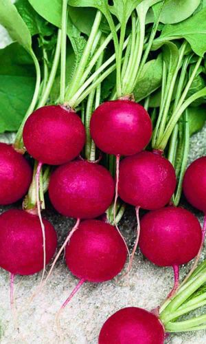 Редис МАСЛЯНЫЙ ГИГАНТ (РИЗЕНБУТТЕР)