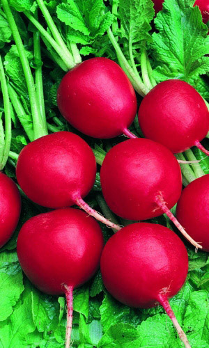 Редис РУБИН