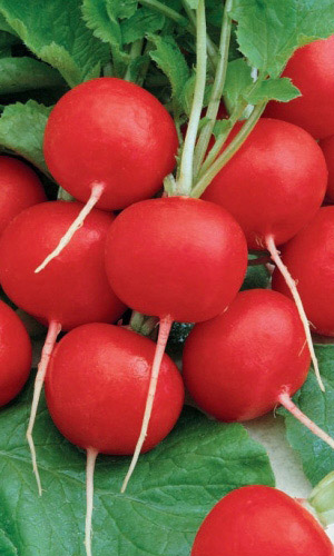 Редис ТЕПЛИЧНЫЙ ГРИБОВСКИЙ