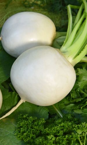 Редька ЗИМНЯЯ КРУГЛАЯ БЕЛАЯ