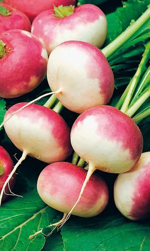 Репа РОЗОВЫЙ МЁД