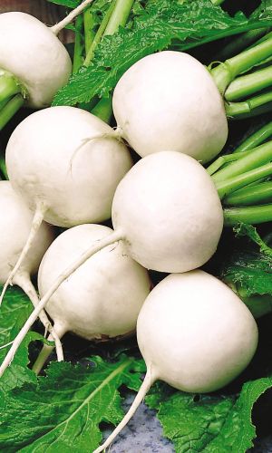 Репа СНЕГУРОЧКА