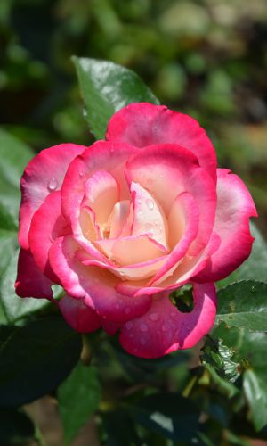 Роза МАКСИМ