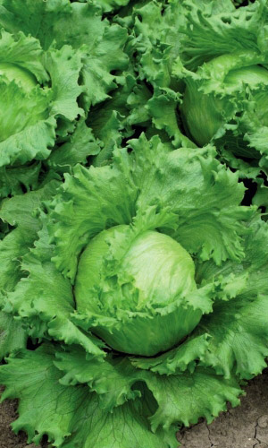 Салат ГУБЕРНАТОР