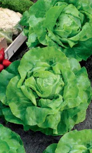 Салат КОРОЛЬ МАЙЯ