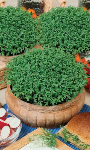 Салат кресс-салат ПРЕСТИЖ