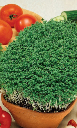 Салат кресс-салат ТЕМП