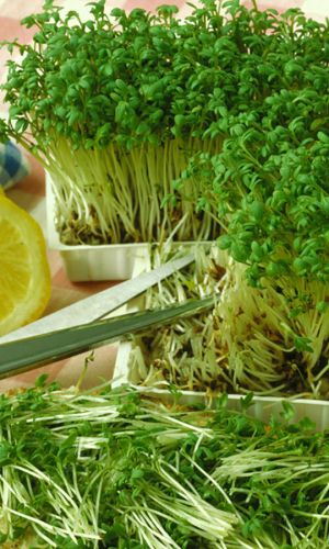 Салат кресс-салат ЗАБАВА