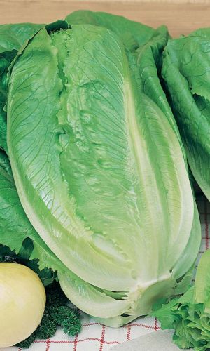 Салат ромен БАЛЛОН