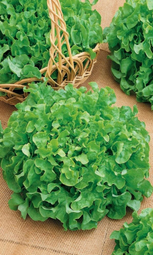 Салат ВИТАМИННЫЙ