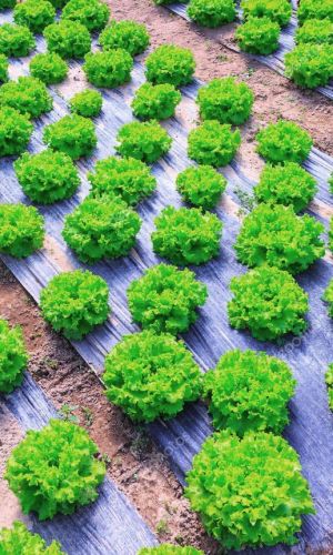 Салат ЗАДОР