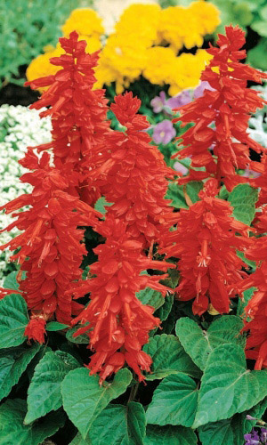 Сальвия сверкающая СКАРЛЕТТ О`ХАРА