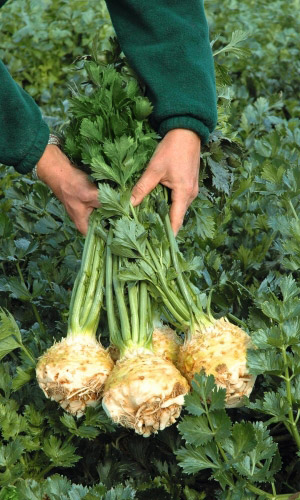 Сельдерей корневой ГРИБОВСКИЙ