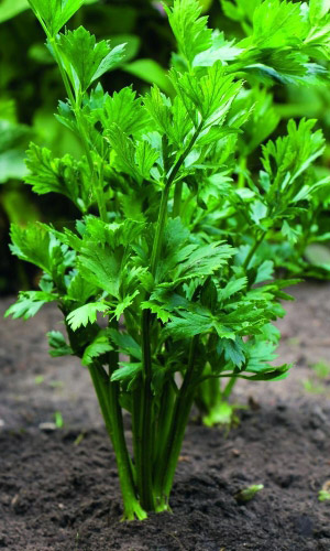 Сельдерей листовой КАРТУЛИ