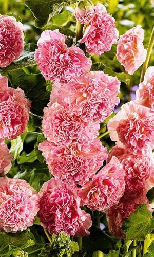 Шток-роза ЛОСОСЕВО- РОЗОВАЯ