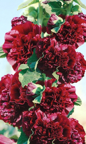 Шток-роза ТЁМНО-БОРДОВАЯ