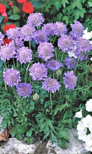 Скабиоза ЛАВАНДОВАЯ