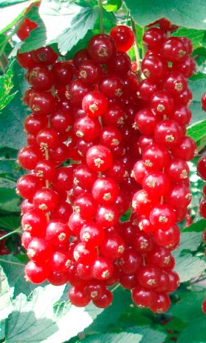 Смородина ДЖОНКЕР ВАН ТЕТС