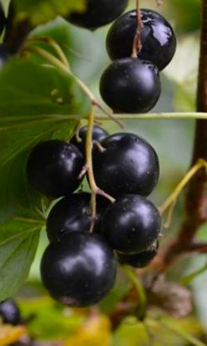 Смородина ПИГМЕЙ