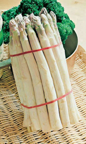 Спаржа АРЖЕНТЕЛЬСКАЯ