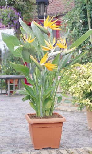 Стрелиция КОРОЛЕВСКАЯ