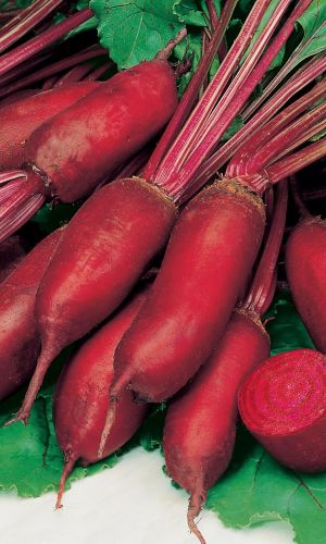 Свёкла АЛЕКСИС