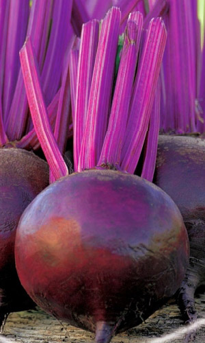 Свёкла БИКОРЕС