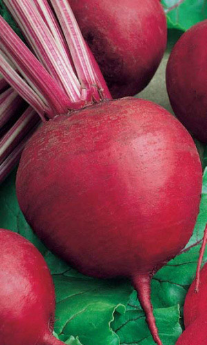 Свёкла БОРДО 237