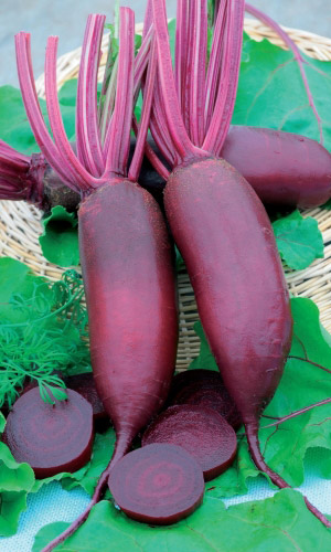 Свёкла МАТУШКА МАТРЁША