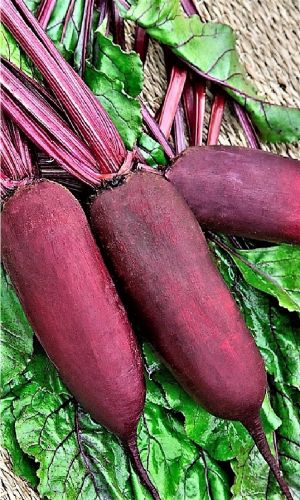 Свёкла МИЛЕДИ F1