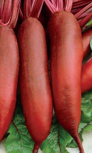 Свёкла СЛАВЯНКА