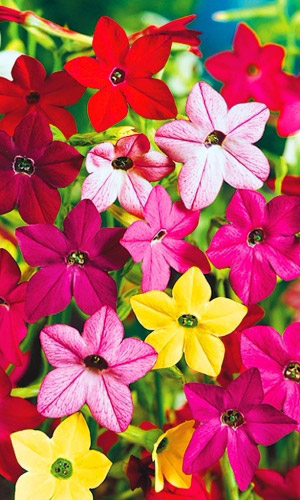 Табак душистый ЗВЁЗДЫ КИНО