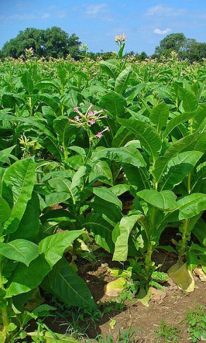 Табак курительный ВИРДЖИНИЯ 202