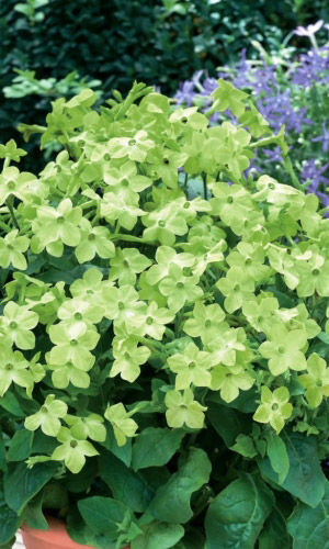 Табак душистый ЗЕЛЁНЫЙ ОСТРОВ