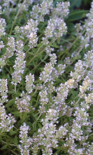 Тимьян (чабрец) МЕДОВЫЙ АРОМАТ