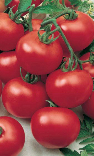 Томат АНДРОМЕДА F1