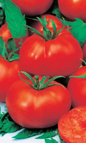 Томат АТАМАН