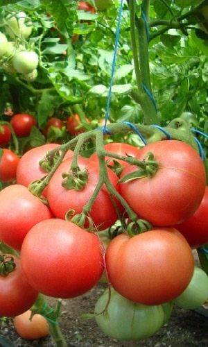 Томат БАНЗАЙ ДЕСЕРТНЫЙ &mdash; Высокая завязываемость и выровненность плодов! Уникальная урожайность! Мощные кисти!