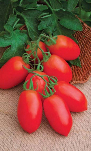 Томат БАРНАУЛЬСКИЙ КОНСЕРВНЫЙ