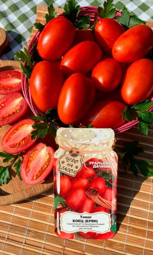 Томат БОЕЦ (БУЯН) &mdash; Суперскороспелый гость из Новосибирска! Неприхотлив! Без пасынкования! Идеален для засолки!